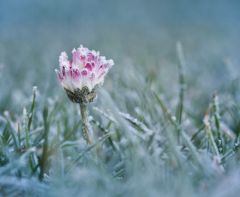 Janvier : le moment clé pour votre jardin